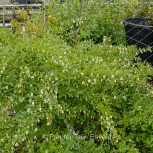 Ligustrum obtusifolium 'Massif'