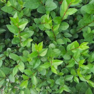 Ligustrum ovalifolium