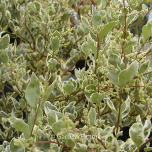 Ligustrum ovalifolium 'Argenteum'