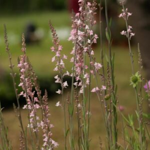 Linaria purpurea 'Canon J. Went'