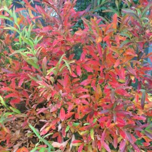 Lindera angustifolia