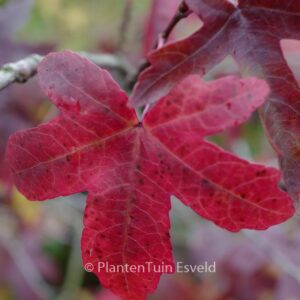 Liquidambar orientalis
