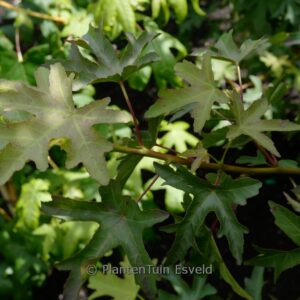 Liquidambar orientalis 'Ann Spencer'
