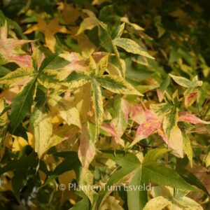 Liquidambar styraciflua 'Aurea'