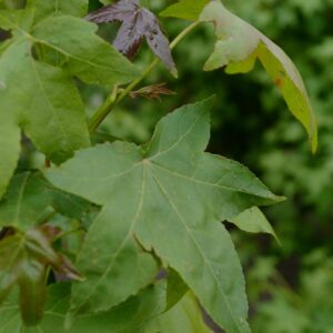 Liquidambar styraciflua 'Autumn Red'