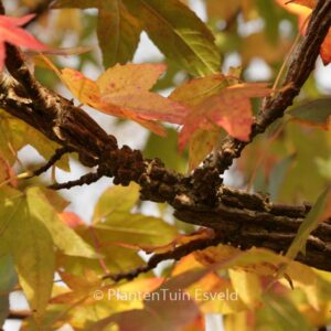 Liquidambar styraciflua 'Canton'