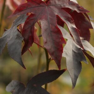Liquidambar styraciflua 'Oktoberglut'