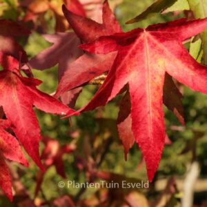 Liquidambar styraciflua 'Parasol'