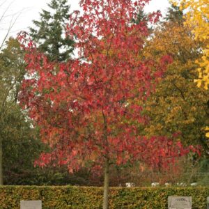 Liquidambar styraciflua 'Penwood'