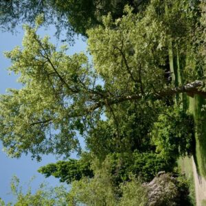 Liquidambar styraciflua 'Silver King'