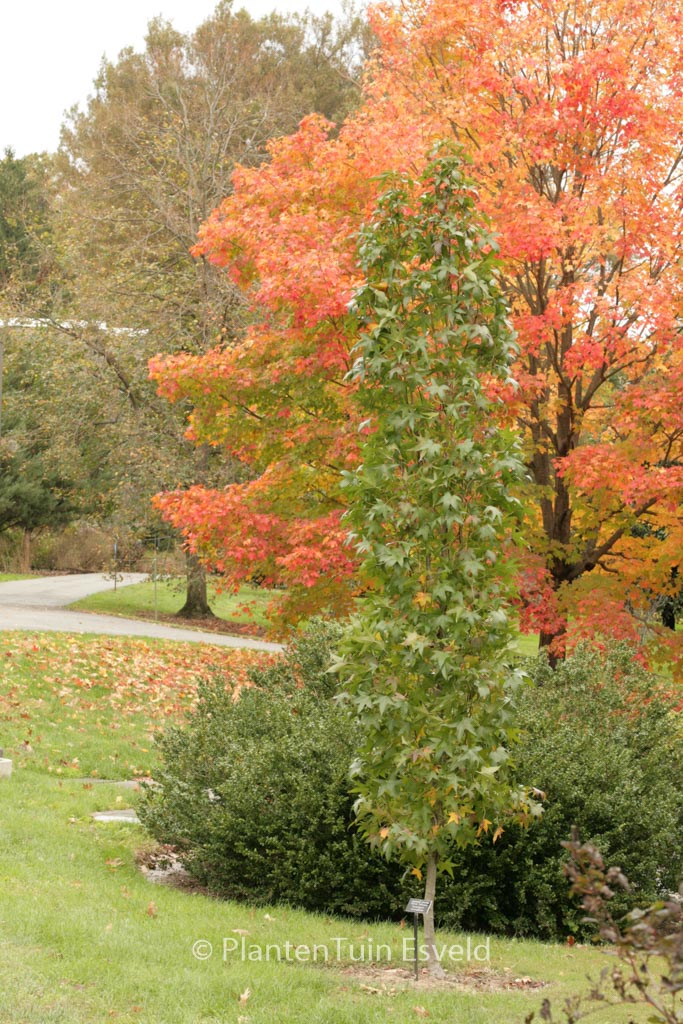 Liquidambar styraciflua 'Slender Silhouet'