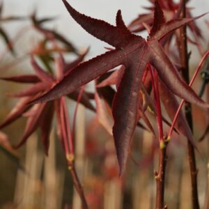 Liquidambar styraciflua 'Stared'