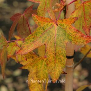 Liquidambar styraciflua 'White Star'