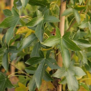 Liquidambar styraciflua 'Wintergreen'