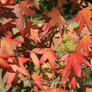 Liquidambar styraciflua 'Worplesdon'