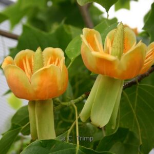 Liriodendron 'Chapel Hill'