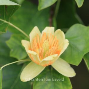 Liriodendron tulipifera
