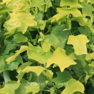 Liriodendron tulipifera 'Glen Gold'