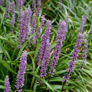Liriope muscari 'Big Blue'