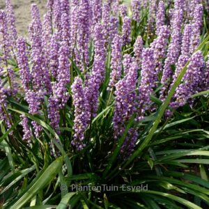 Liriope muscari 'Ingwersen'