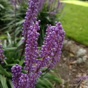 Liriope muscari 'Lilac Wonder'