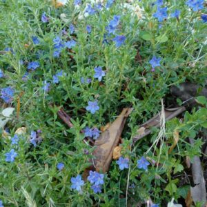 Lithodora prostata 'Heavenly Blue'