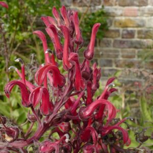 Lobelia tupa