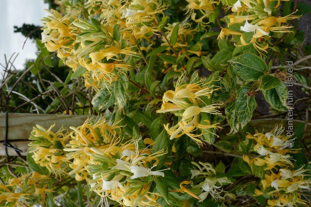 Lonicera 'Sandra'