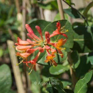 Lonicera brownii 'Celestial'