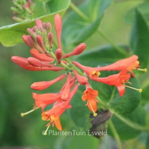 Lonicera brownii 'Dropmore Scarlet'