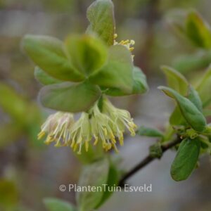 Lonicera caerulea 'Wojtek'