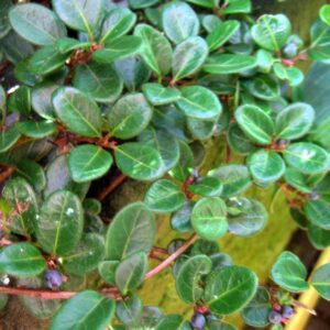 Lonicera crassifolia