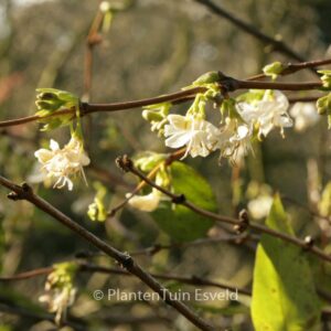 Lonicera fragrantissima