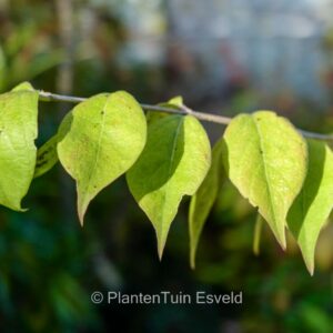 Lonicera gynochlamydea