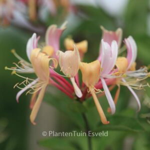Lonicera heckrottii 'Goldflame'