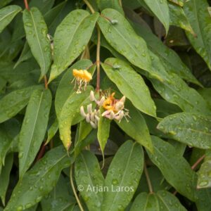 Lonicera henryi