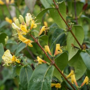 Lonicera henryi 'Copper Beauty'