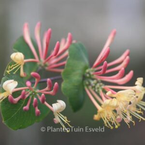 Lonicera hispidula