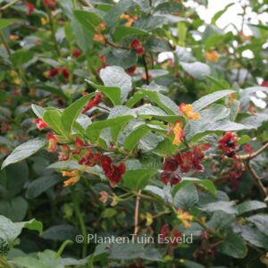 Lonicera involucrata ledebourii