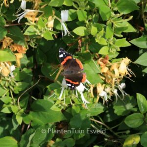 Lonicera japonica 'Cream Cascade'