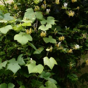 Lonicera japonica 'Halliana'