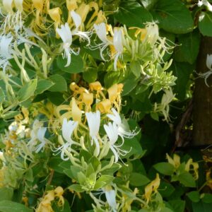Lonicera japonica 'Hall's Prolific'