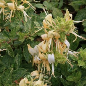 Lonicera japonica 'Mint Crisp'