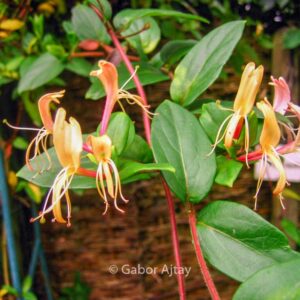 Lonicera japonica 'Red World'