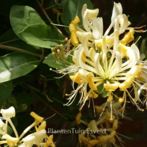 Lonicera periclymenum