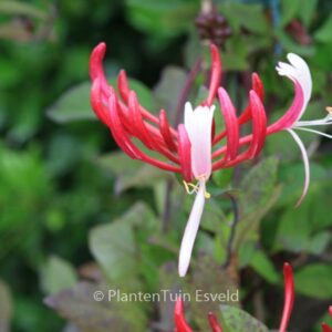 Lonicera periclymenum 'Serotina'
