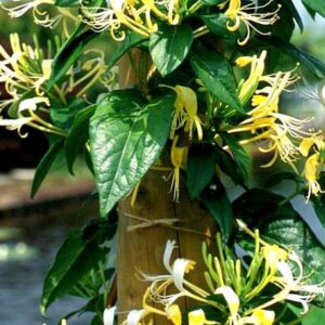 Lonicera similis var. delavayi