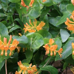 Lonicera tellmanniana