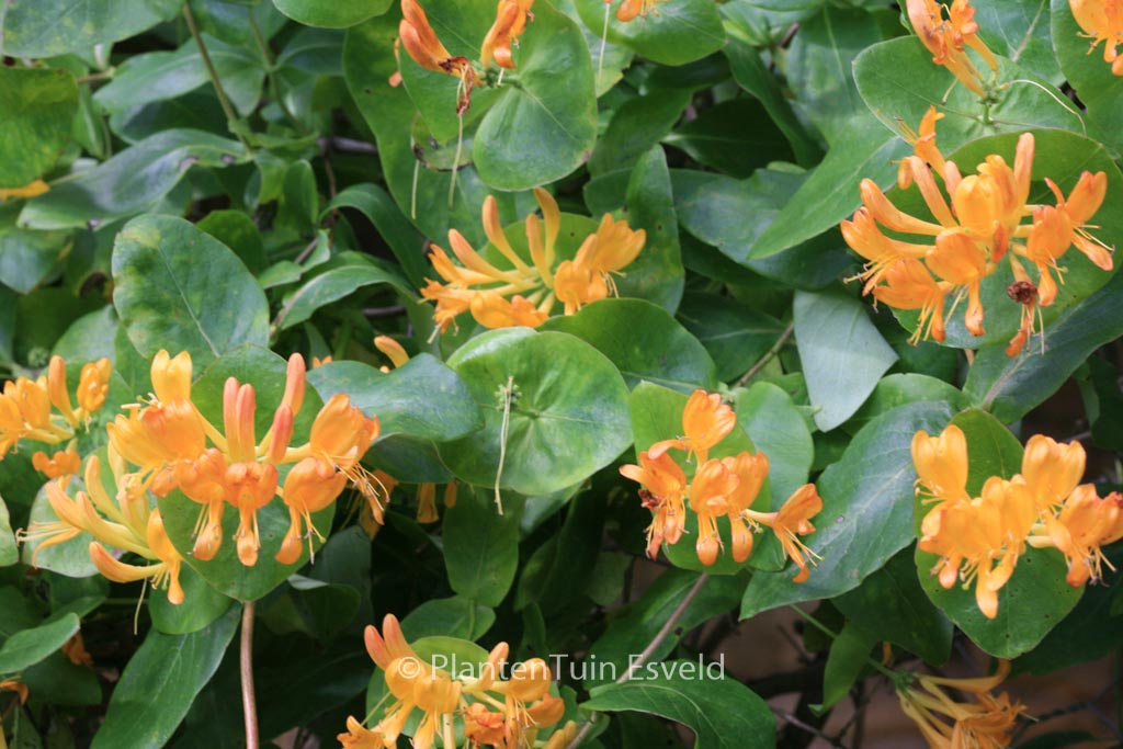 Lonicera tellmanniana