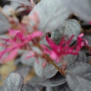 Loropetalum chinense 'Black Pearl'